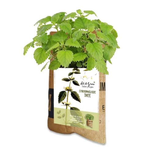 Hængehave te - Billede 2